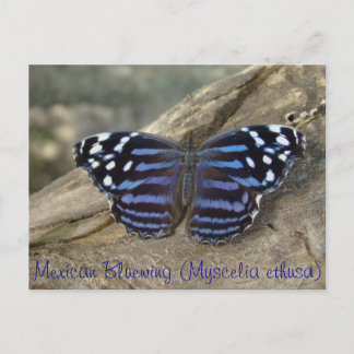 Mexican Bluewing (Myscelia ethusa) butterfly Postcard