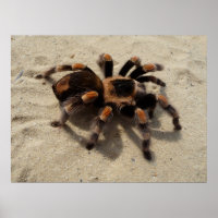 Mexican Flameknee Tarantula spider