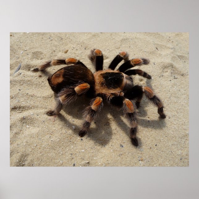 Mexican Flameknee Tarantula spider Poster (Front)
