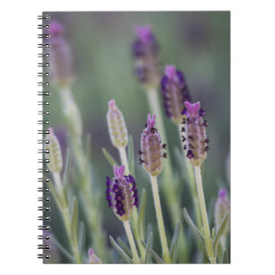 Mexican Lavender Notebook