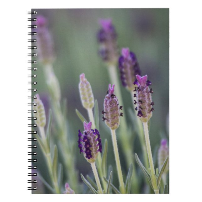 Mexican Lavender Notebook (Front)