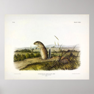 Mexican Marmot-Squirrel (Mexican Ground Squirrel) Poster