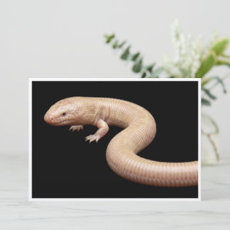 Mexican Mole Lizard isolated on black background Invitation
