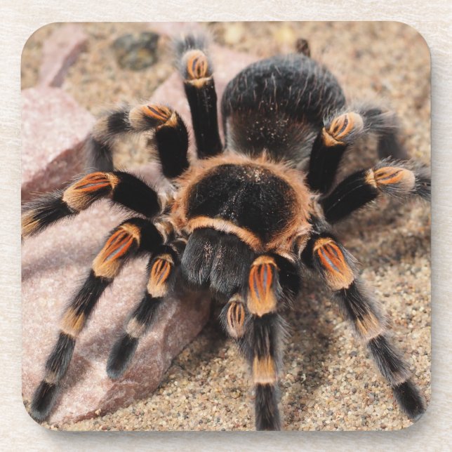 Mexican Red Knee Tarantula Spider Coaster (Front)