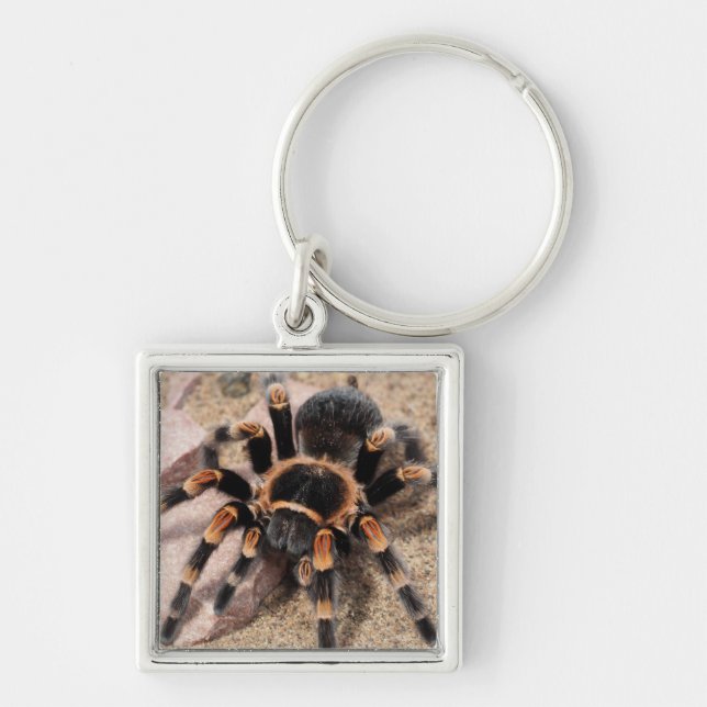 Mexican Red Knee Tarantula Spider Key Ring (Front)