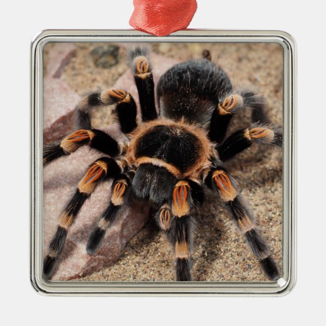 Mexican Red Knee Tarantula Spider Metal Ornament (Front)
