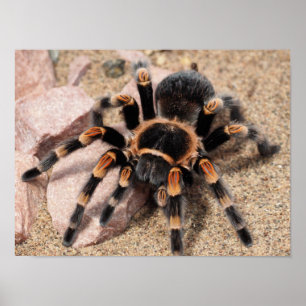 Mexican Red knee Tarantula Spider Poster