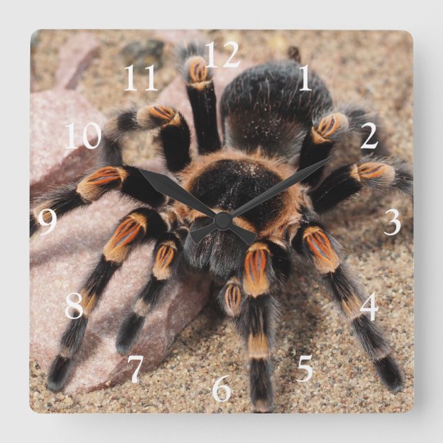 Mexican Red Knee Tarantula Spider Square Wall Clock (Front)