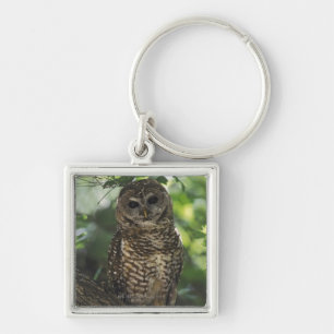 Mexican Spotted Owl On Perch In Gambel Oak Key Ring