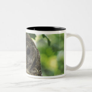 Mexican Spotted Owl On Perch In Gambel Oak Two-Tone Coffee Mug