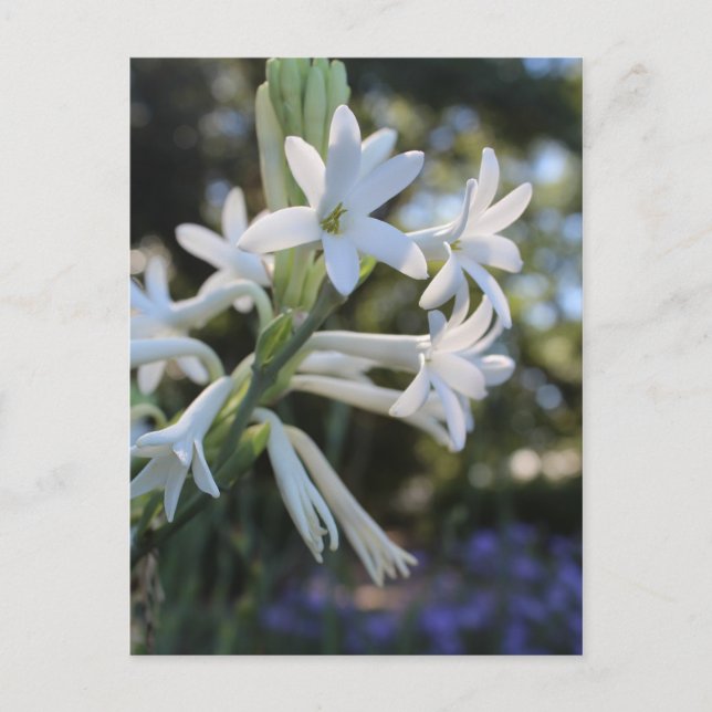 Mexican Tuberose # 1 Postcard (Front)
