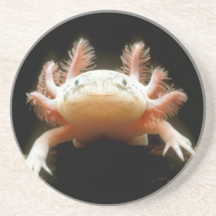 Mexican Walking Fish Coaster