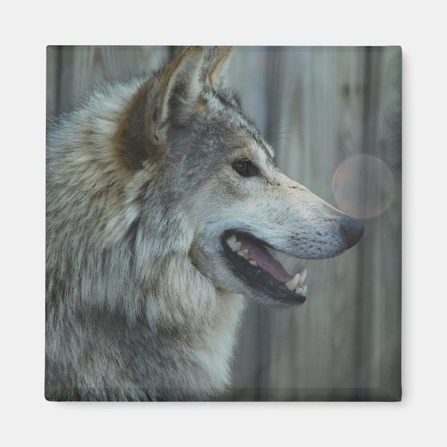 Mexican Wolf Magnet (Front)