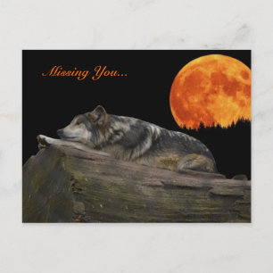 Mexican Wolf & Moon - Missing You... Postcard