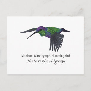 Mexican Woodnymph Hummingbird with Name Postcard