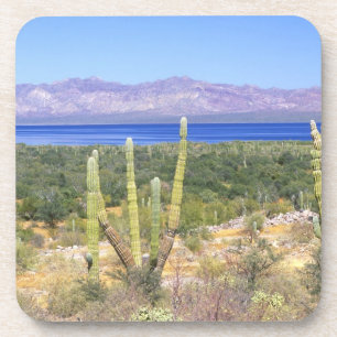 Mexico, Baja California Sur, Cardon Cactus at Coaster
