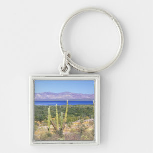Mexico, Baja California Sur, Cardon Cactus at Key Ring