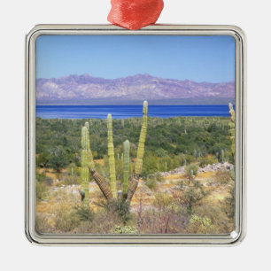 Mexico, Baja California Sur, Cardon Cactus at Metal Tree Decoration