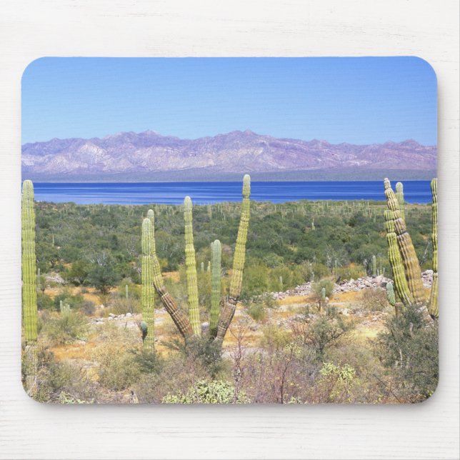 Mexico, Baja California Sur, Cardon Cactus at Mouse Pad (Front)
