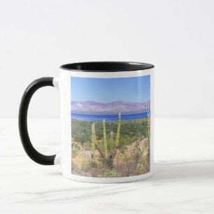 Mexico, Baja California Sur, Cardon Cactus at Mug