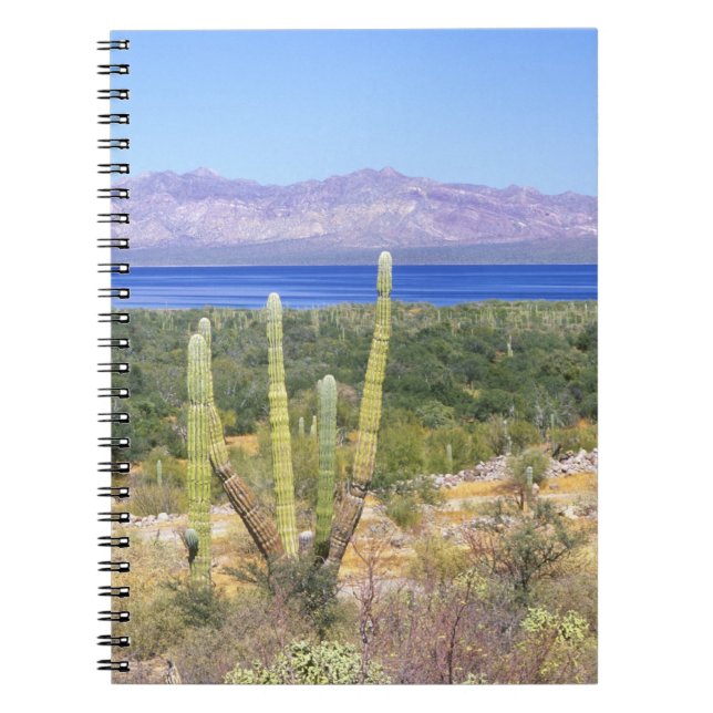 Mexico, Baja California Sur, Cardon Cactus at Notebook (Front)