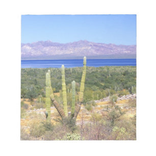 Mexico, Baja California Sur, Cardon Cactus at Notepad