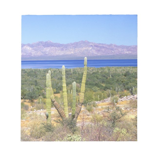 Mexico, Baja California Sur, Cardon Cactus at Notepad (Front)
