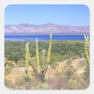 Mexico, Baja California Sur, Cardon Cactus at Square Sticker
