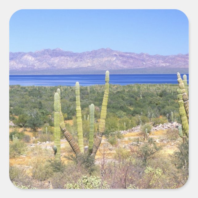 Mexico, Baja California Sur, Cardon Cactus at Square Sticker (Front)