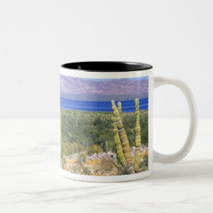 Mexico, Baja California Sur, Cardon Cactus at Two-Tone Coffee Mug