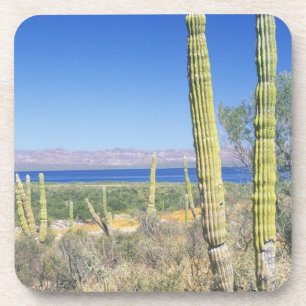 Mexico, Baja California Sur, Mulege, Bahia Coaster