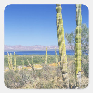 Mexico, Baja California Sur, Mulege, Bahia Square Sticker