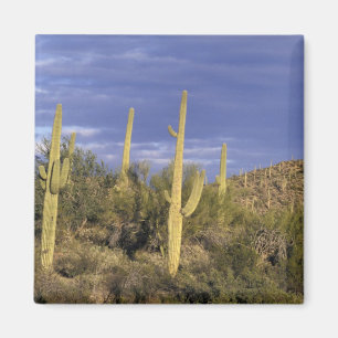 Mexico, Baja del Norte, Catavina Desert National 2 Magnet