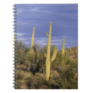 Mexico, Baja del Norte, Catavina Desert National 2 Notebook