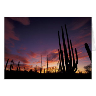Mexico, Baja del Norte, Catavina Desert National 3