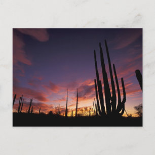 Mexico, Baja del Norte, Catavina Desert National 3 Postcard