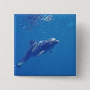 Mexico, Cozumel. Bottlenosed Dolphin 15 Cm Square Badge