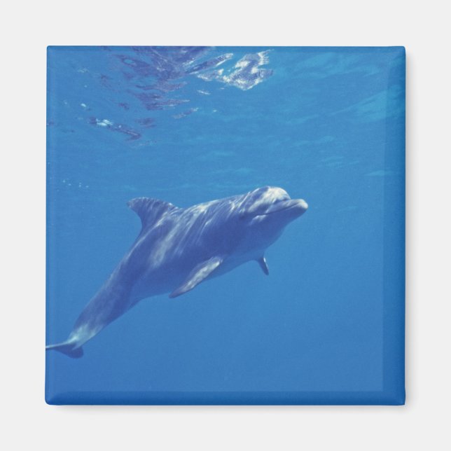 Mexico, Cozumel. Bottlenosed Dolphin Magnet (Front)