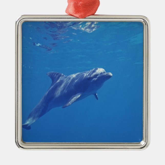Mexico, Cozumel. Bottlenosed Dolphin Metal Tree Decoration (Front)