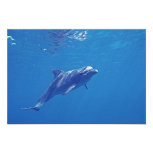 Mexico, Cozumel. Bottlenosed Dolphin Photo Print