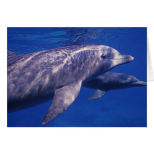 Mexico, Cozumel. Bottlenosed Dolphin, Tursiops 2