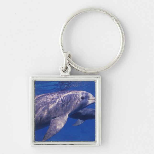 Mexico, Cozumel. Bottlenosed Dolphin, Tursiops 2 Key Ring (Front)