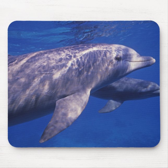 Mexico, Cozumel. Bottlenosed Dolphin, Tursiops 2 Mouse Pad (Front)