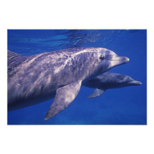 Mexico, Cozumel. Bottlenosed Dolphin, Tursiops 2 Photo Print