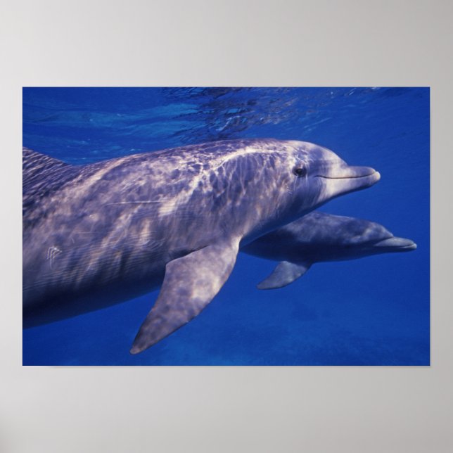 Mexico, Cozumel. Bottlenosed Dolphin, Tursiops 2 Poster (Front)