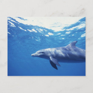 Mexico, Cozumel. Bottlenosed Dolphin, Tursiops 3 Postcard