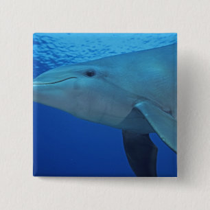 Mexico, Cozumel. Bottlenosed Dolphin, Tursiops 4 15 Cm Square Badge
