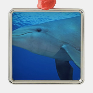 Mexico, Cozumel. Bottlenosed Dolphin, Tursiops 4 Metal Tree Decoration