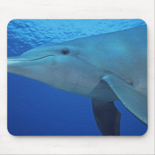 Mexico, Cozumel. Bottlenosed Dolphin, Tursiops 4 Mouse Pad