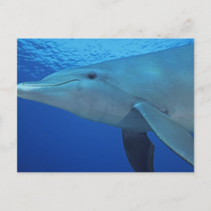 Mexico, Cozumel. Bottlenosed Dolphin, Tursiops 4 Postcard